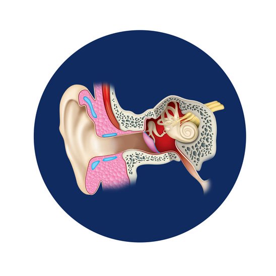  Anatomical diagram of the human ear depicting the outer ear, ear canal, eardrum, and inner ear, including the cochlea.