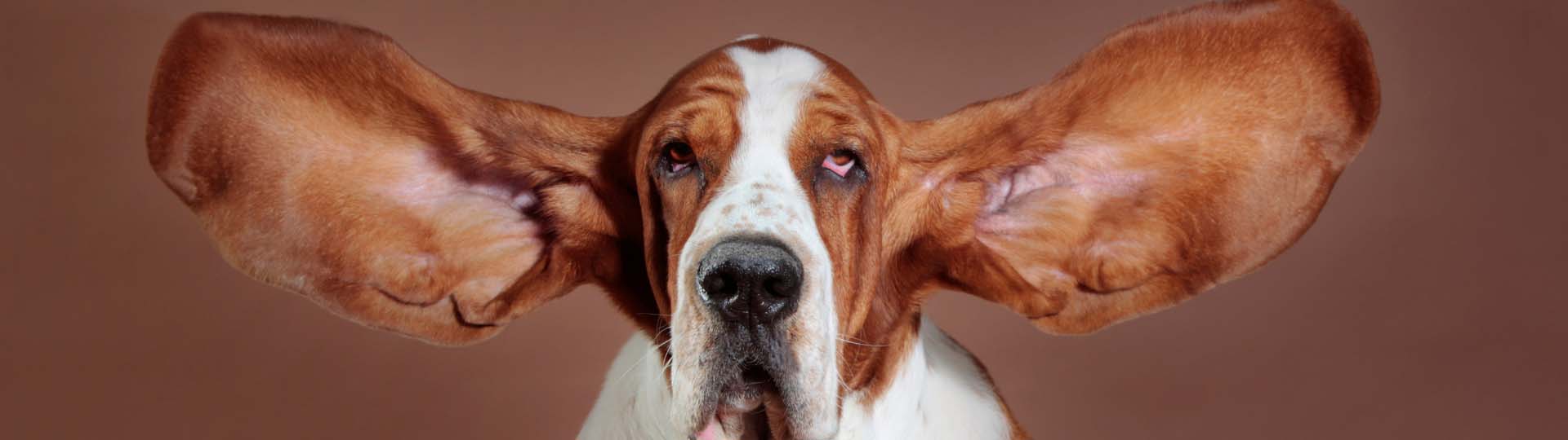 Basset hound with large extended floppy ears, emphasizing themes of hearing care and animal audiology.
