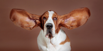 basset hound with large, extended ears against a brown background