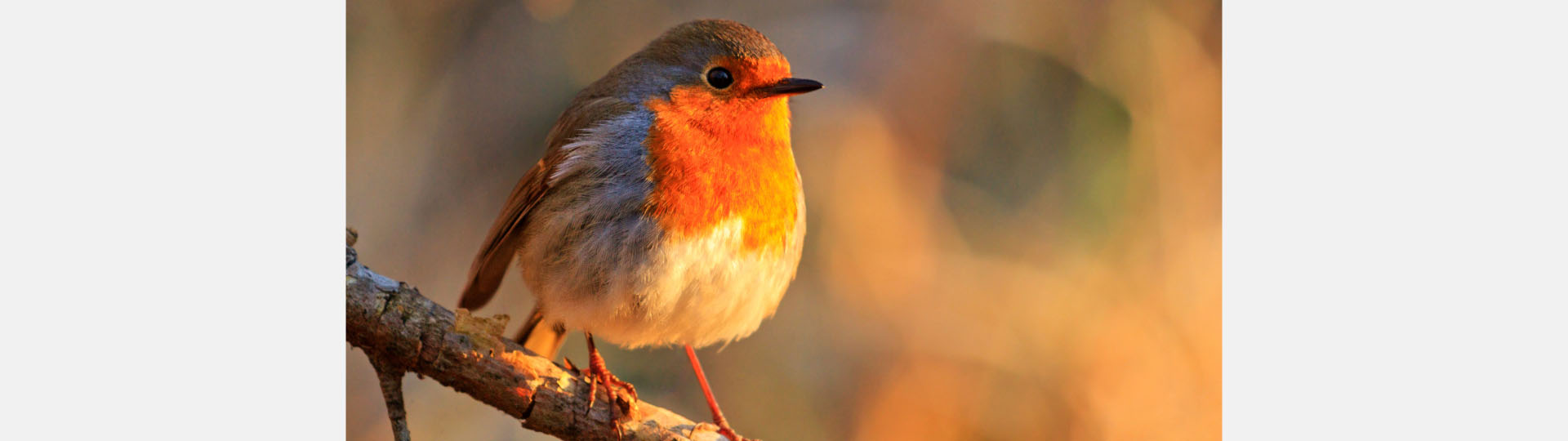 birdwatching experience enhanced by hearing aids for clearer, vibrant sounds of a robin bird in nature
