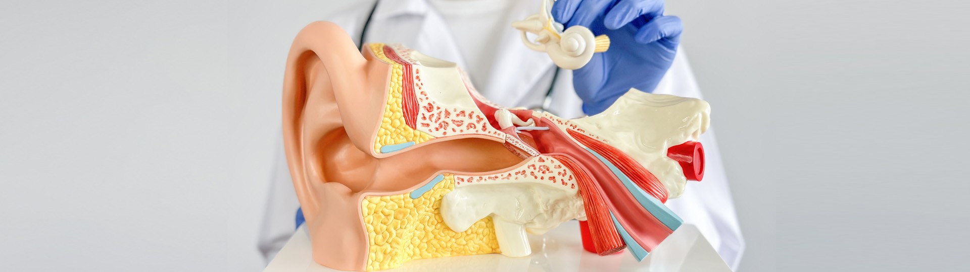 human ear model highlighting external, middle, and inner ear anatomy, with a gloved hand pointing to the cochlea