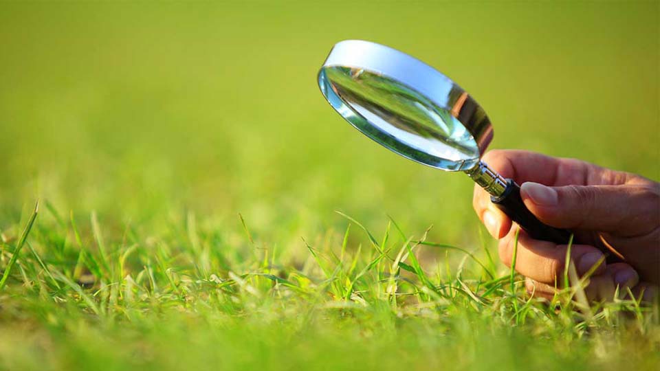 hand examining grass with a magnifying glass
