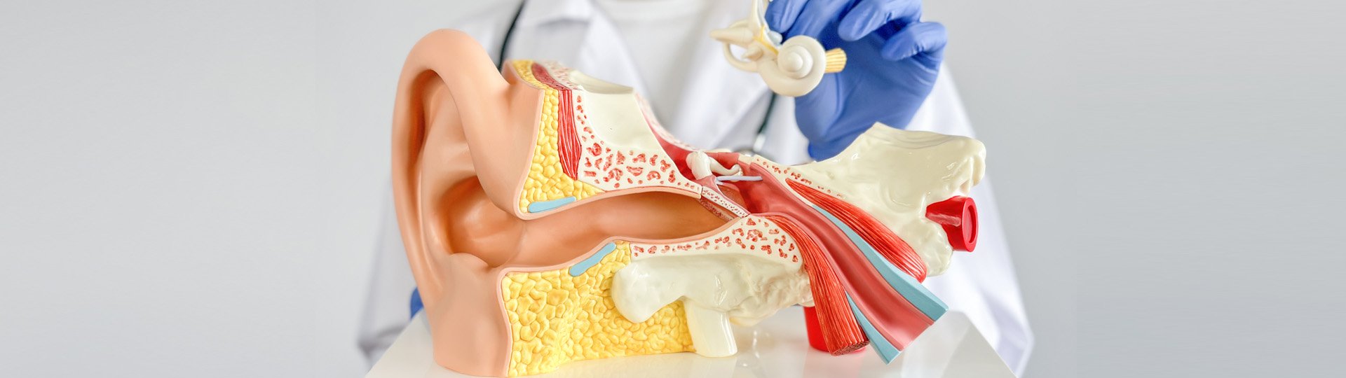 human ear model showing external, middle, and inner ear structures with a hand pointing to the cochlea