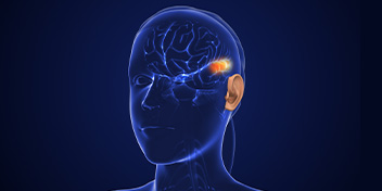Transparent head illustration highlighting brain and implantable hearing device functionality