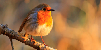 bird with vibrant orange breast perched on a branch, illuminated by golden-hour light