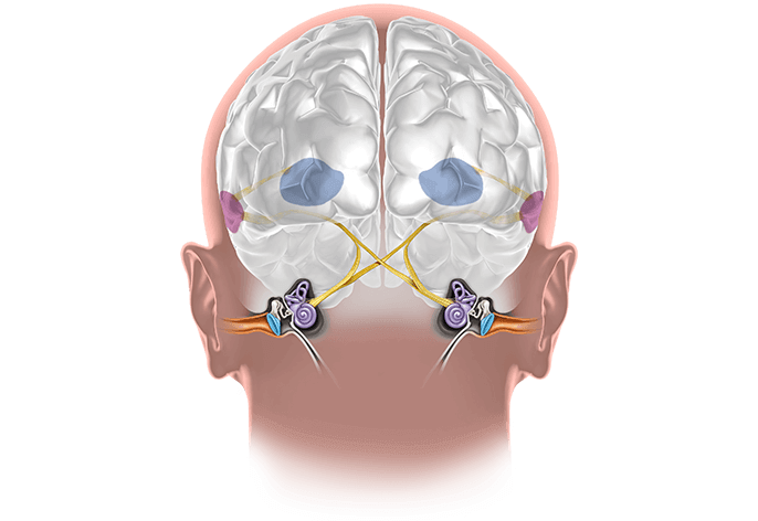 Brain anatomy with highlighted optic nerve pathways, labeled vision processing areas, and illustrated nerve connections. Focuses on neural structures and their role in visual processing.