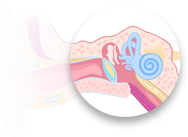 Cross-sectional diagram of the human ear showing the outer ear with the ear canal, middle ear with ossicles, and inner ear including cochlea and semicircular canals, labeled for educational purposes on a white background.
