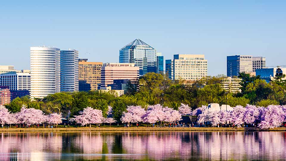Arlington VA skyline with cherry blossoms