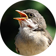 Bird singing with beak open against a blurred green background.