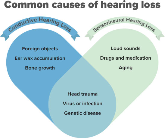 image shoes heart divided into different causes of hearing loss