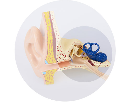 An anatomical model of a human ear, showcasing the outer ear, middle ear with bones, and inner ear structures, including a vivid blue cochlea, highlighted against a neutral background.