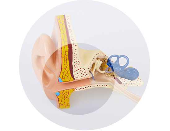 Cross-section of the human ear detailing outer, middle, and inner ear anatomy.