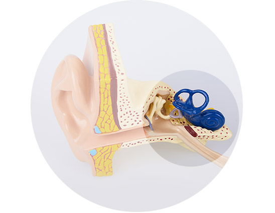 Cross-section of the inner ear highlighting the cochlea, auditory nerve, and surrounding anatomical structures.
